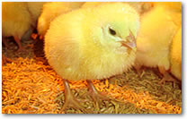 FMI poultry rollover images. A fluffy, yellow chick then the second image of white adult meat chickens.